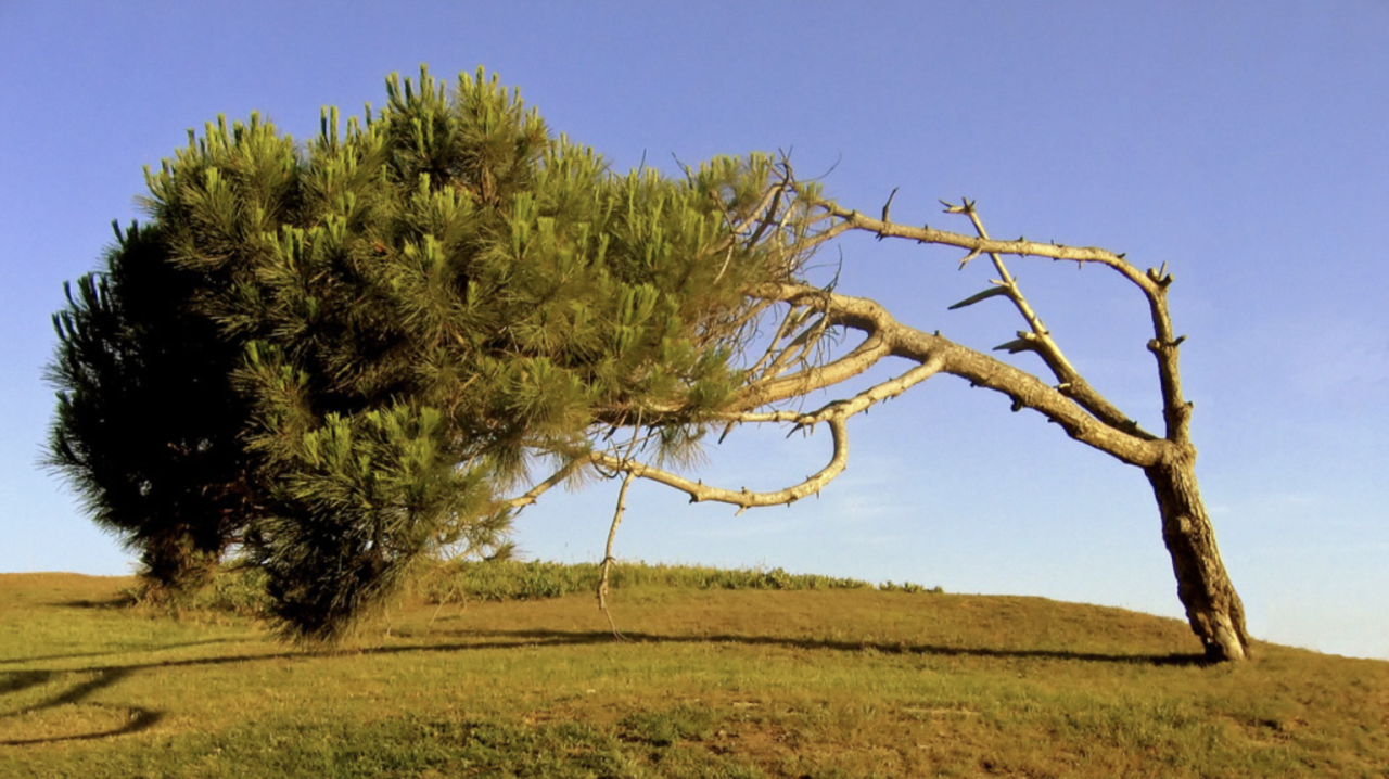 "Castelldefels windswept tree" by Jordi Armengol (Xip) is licensed under CC BY 2.0.